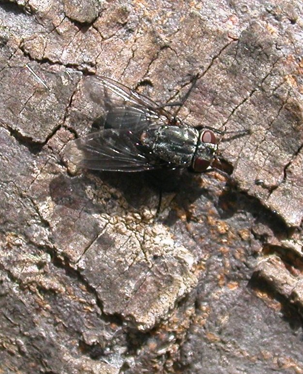 Muscina prolapsa (Muscidae)